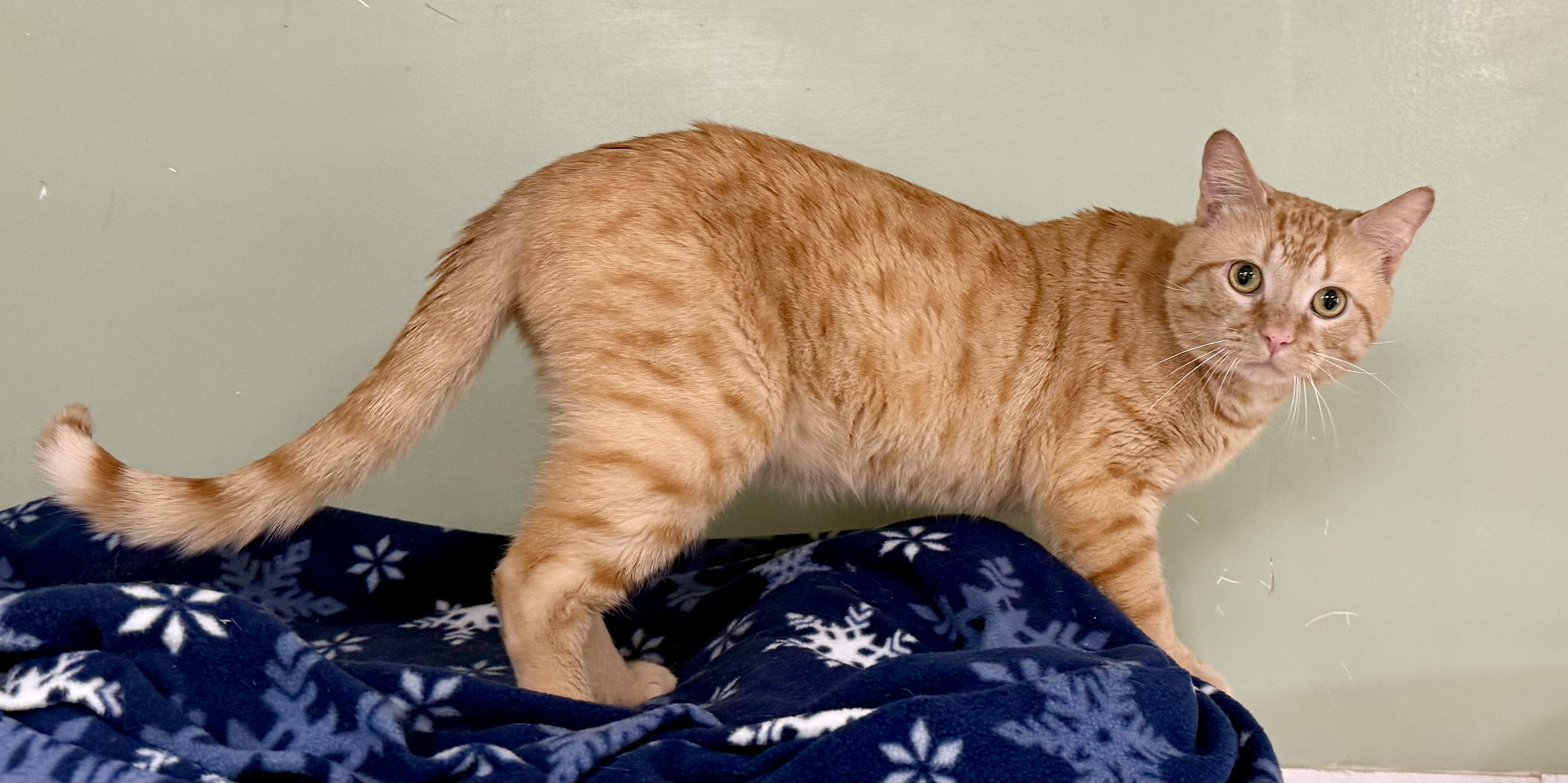 Enlarge Bread, an adopted Domestic Short Hair in Springfield, VT image 4/4