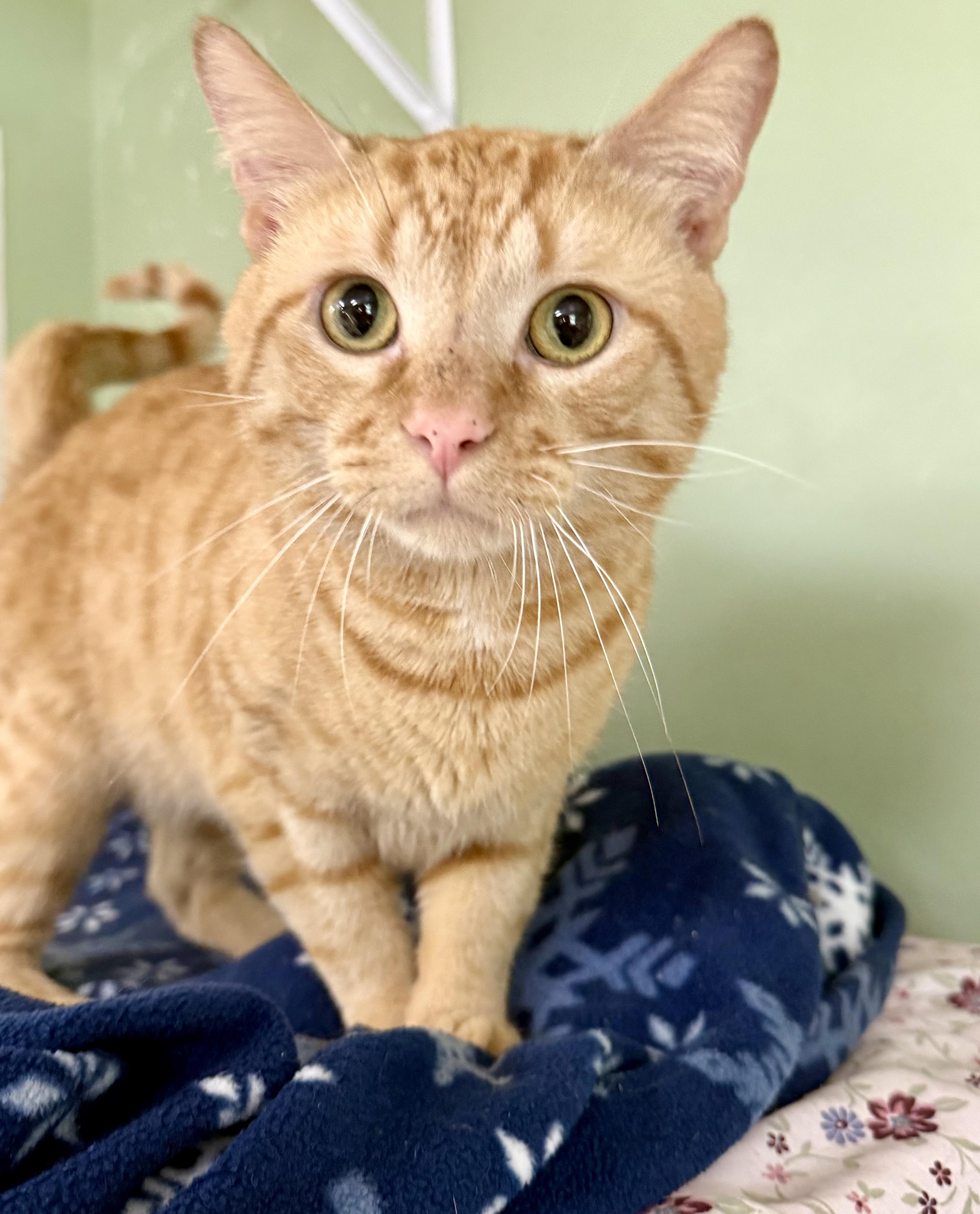 Bread, adopted, Adult Male Domestic Short Hair.