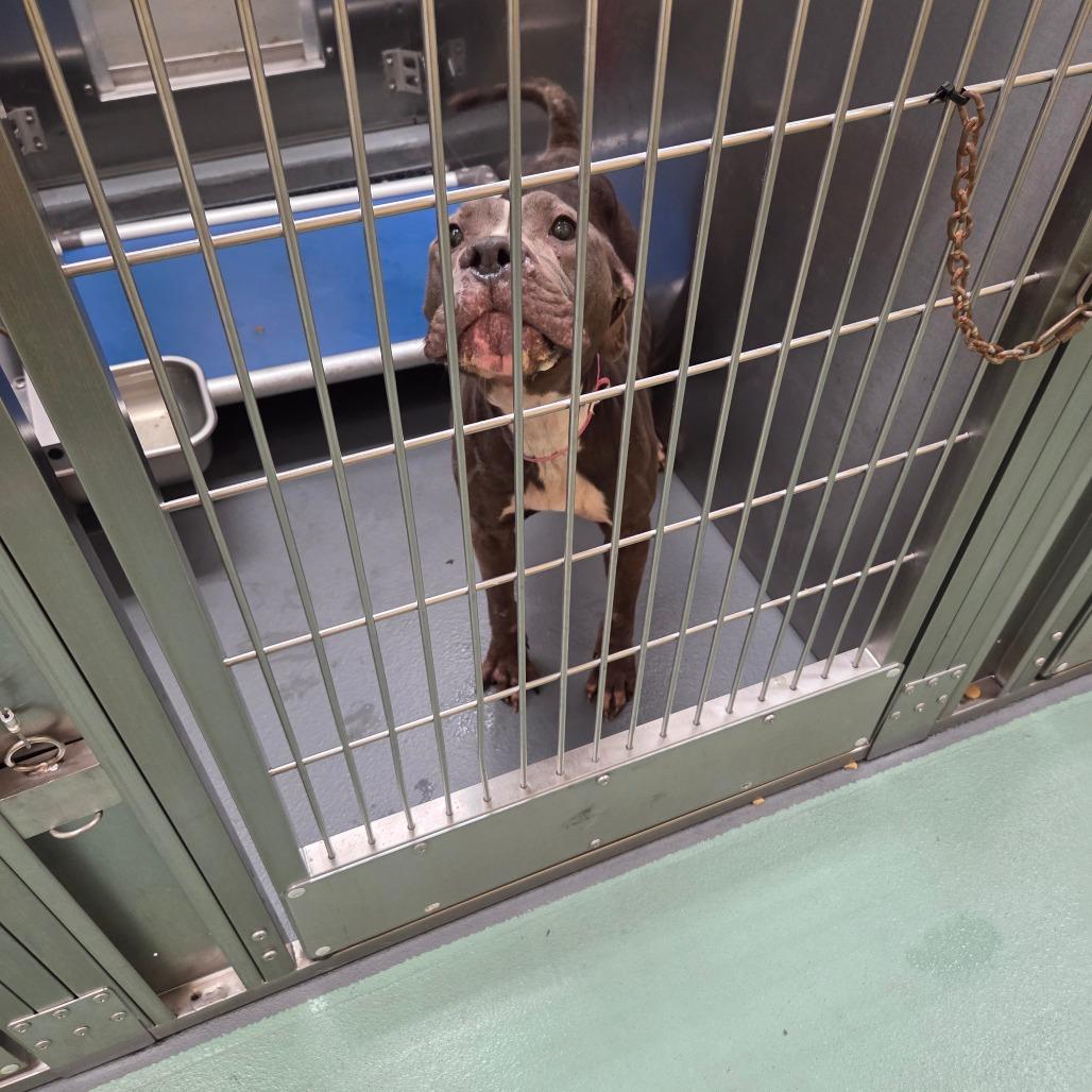 SONATA — thumbnail 2