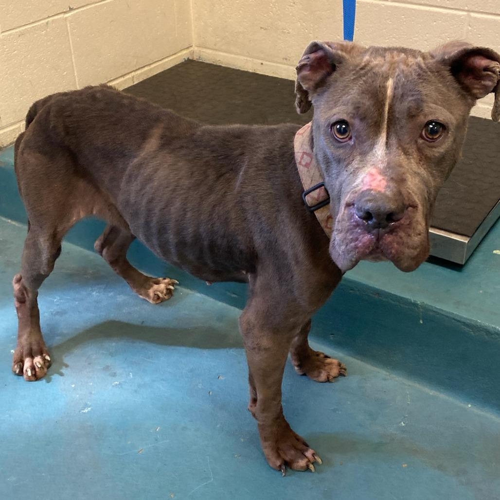 SONATA — thumbnail 3