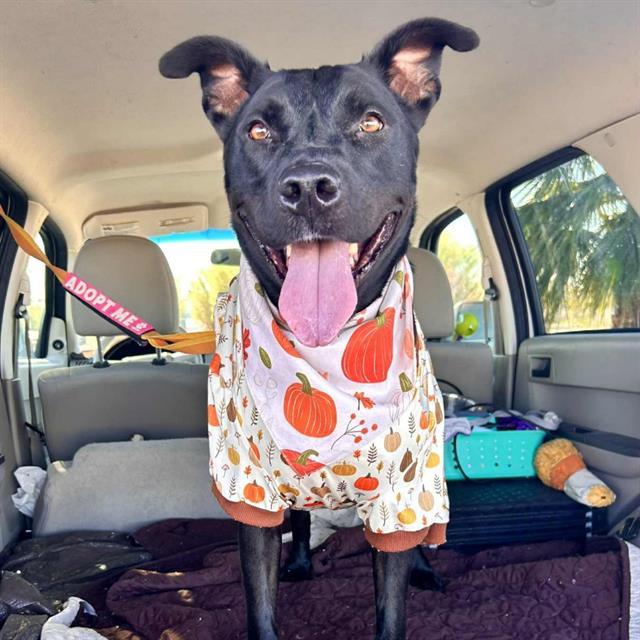 TYSON, Adoptable, Adult Male Labrador Retriever.