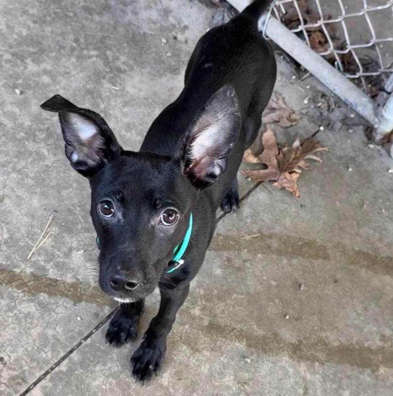 SCRAPPY, Adopted, Young Male Mixed Breed & Chihuahua.