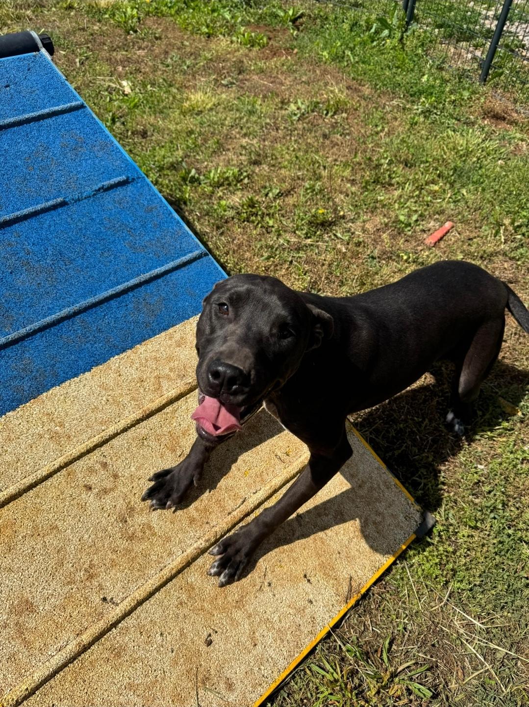 Enlarge GUPPY , a ADOPTABLE mixed breed in PHILADELPHIA, TN image 1/1