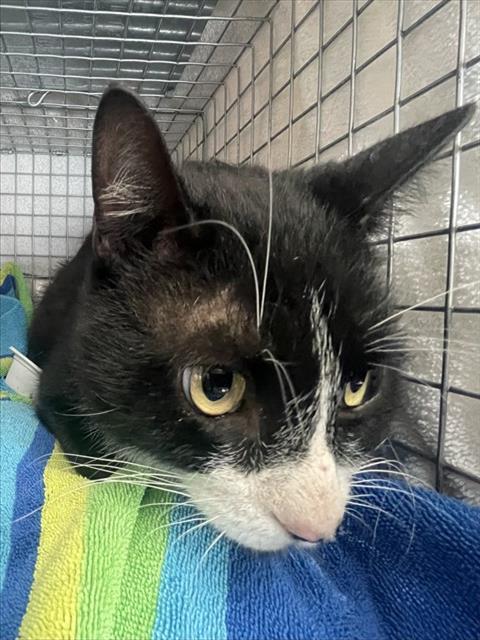 SYLVESTER, Adoptable, Adult Male Domestic Short Hair.
