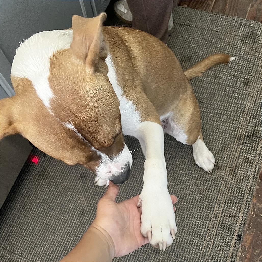 Bailey, Adoptable, Adult Male Mixed Breed.