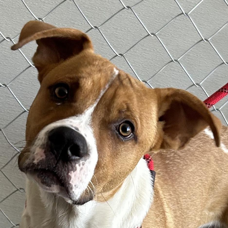 Bailey, a Adoptable Mixed Breed in Las Cruces, NM image 2/6