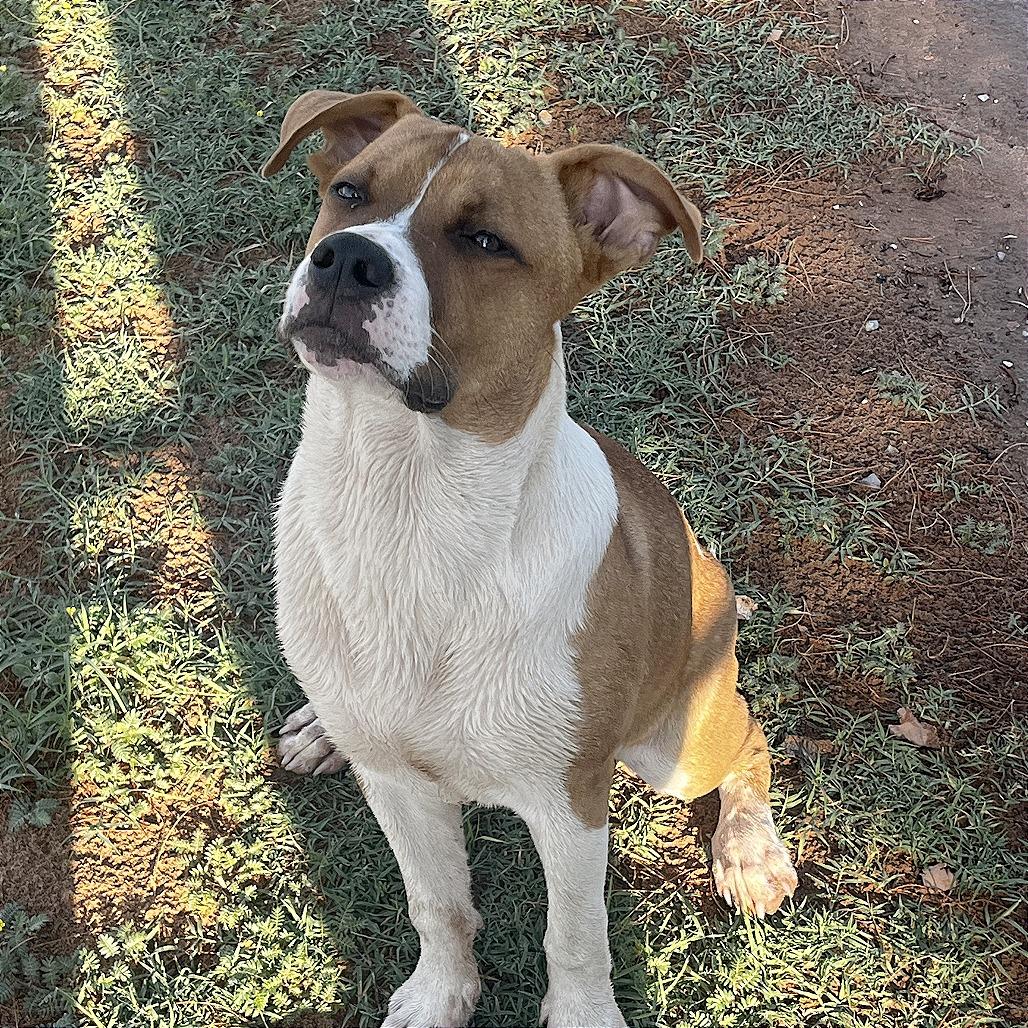 Bailey, a Adoptable Mixed Breed in Las Cruces, NM image 3/6