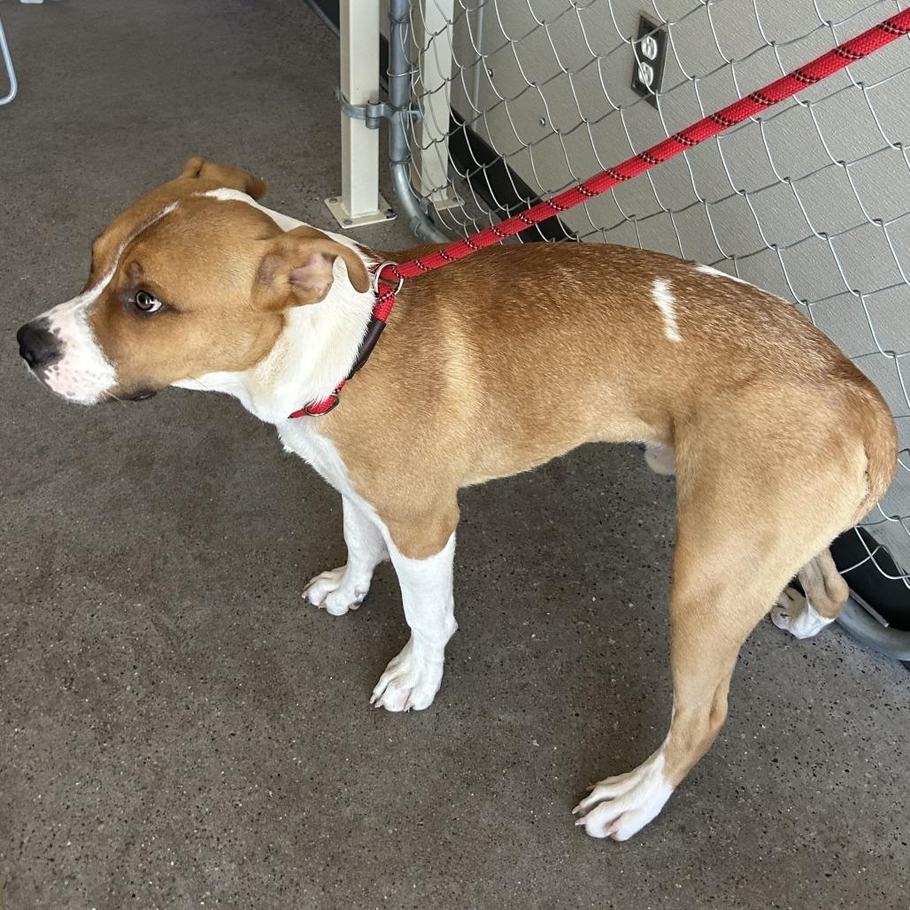 Bailey, a Adoptable Mixed Breed in Las Cruces, NM image 4/6