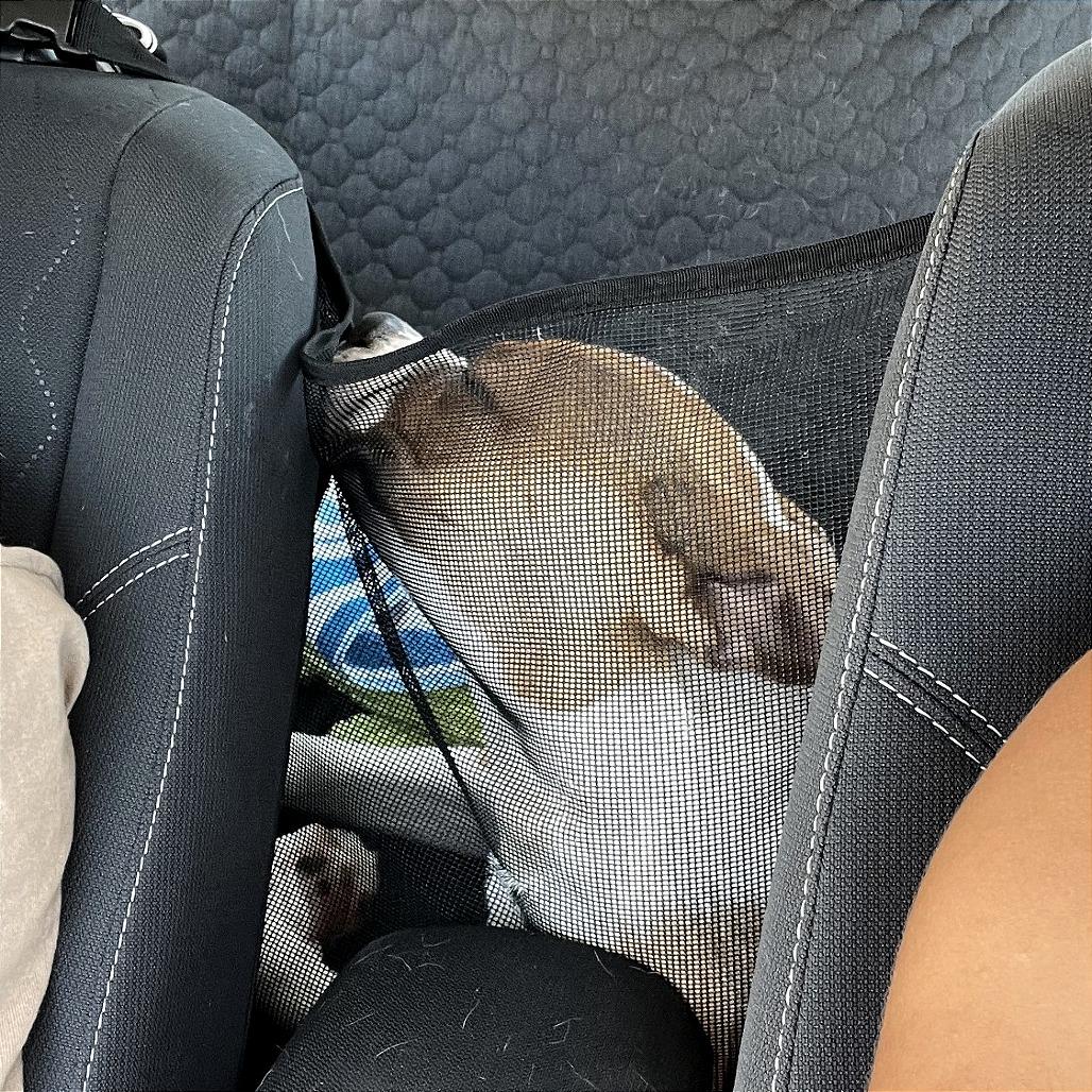 Bailey, a Adoptable Mixed Breed in Las Cruces, NM image 5/6