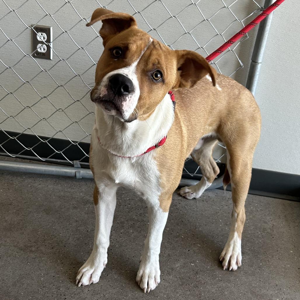 Bailey, a Adoptable Mixed Breed in Las Cruces, NM image 6/6