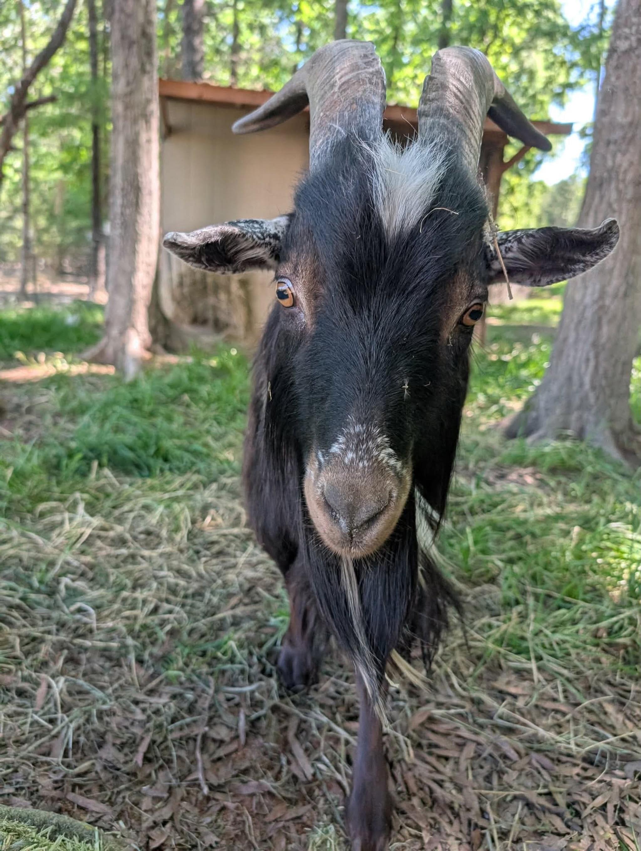 Pedro, a ADOPTABLE Nigerian Dwarf in Durham, NC image 2/2