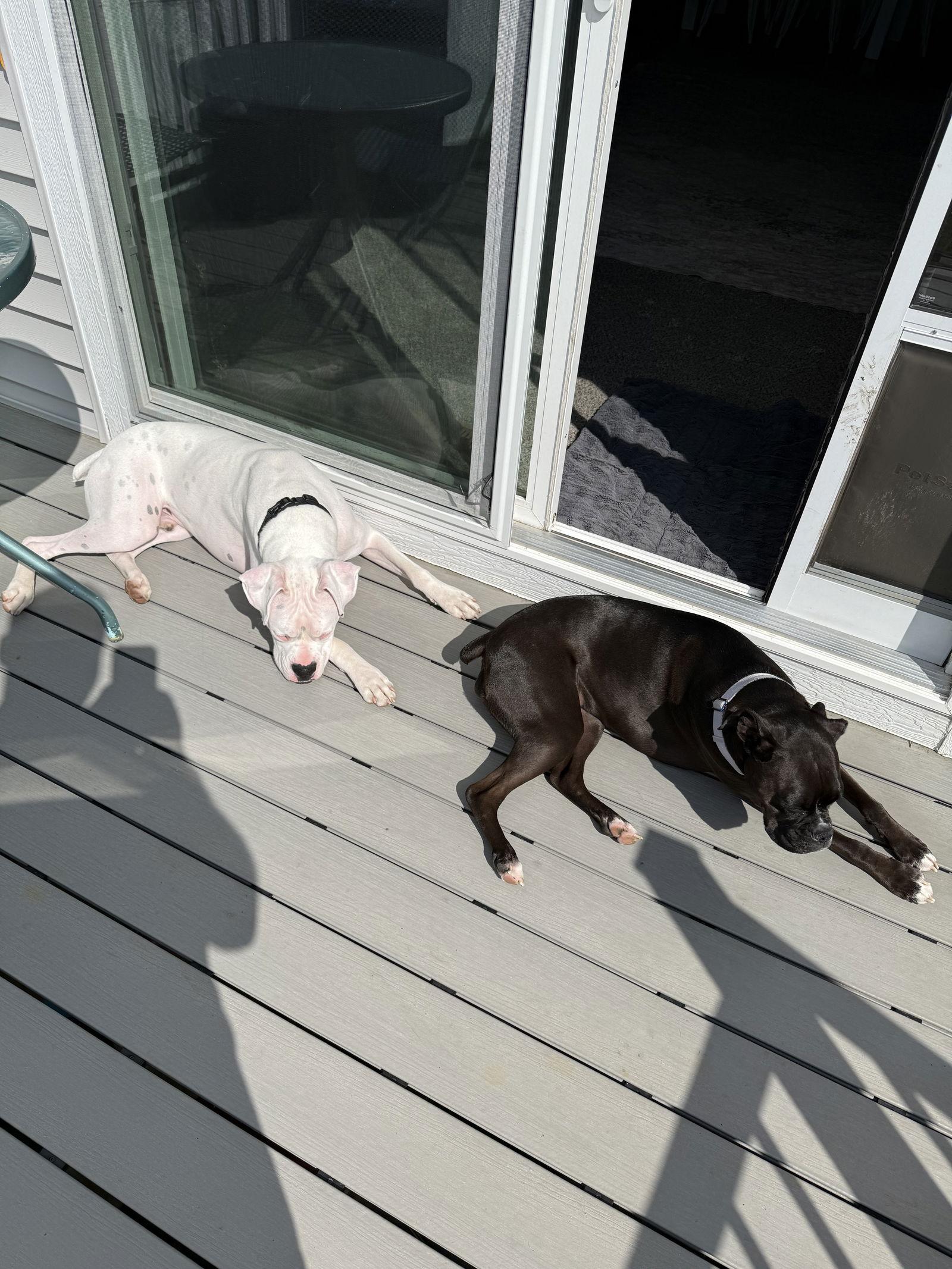 Banksy, a Adopted Boxer in Woodbury, MN image 1/3