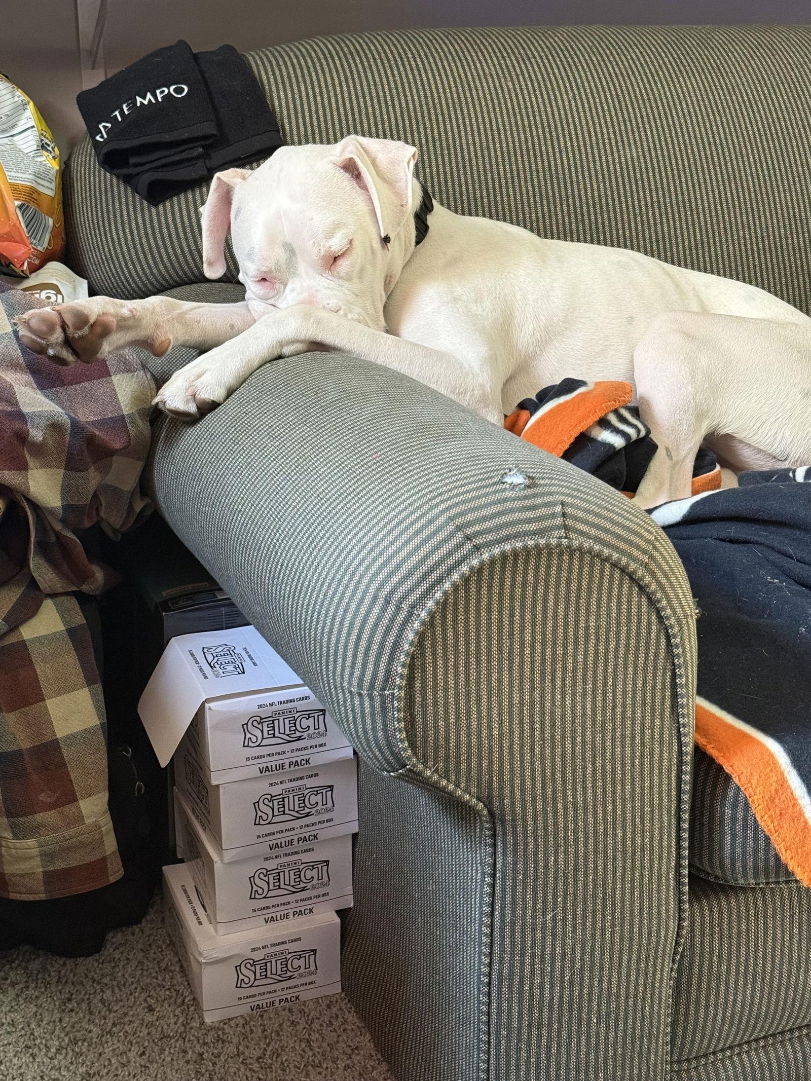 Banksy, a Adopted Boxer in Woodbury, MN image 2/3