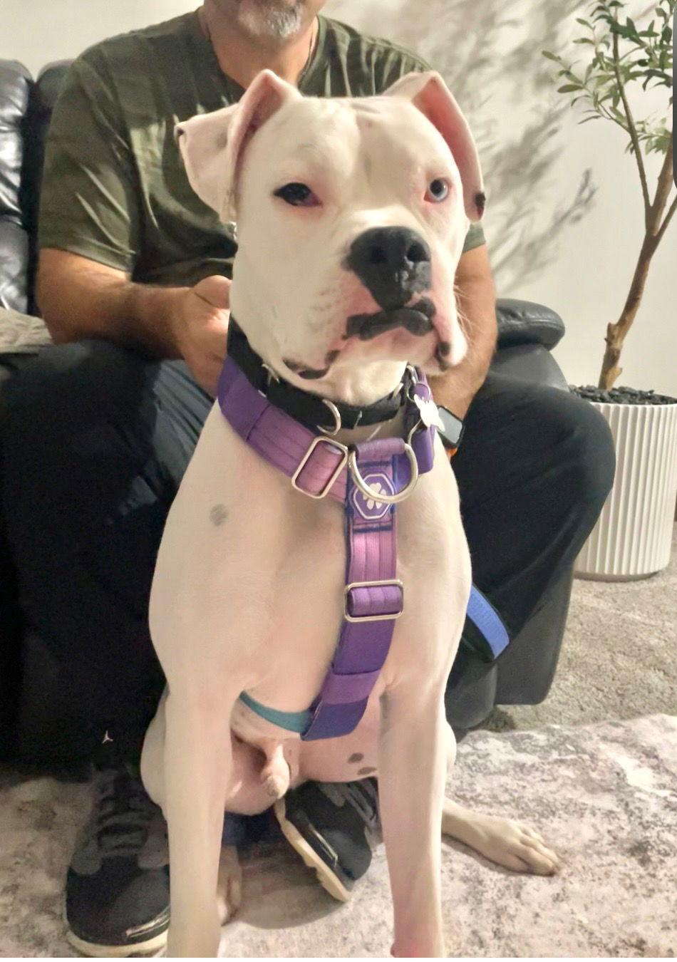 Banksy, a Adopted Boxer in Woodbury, MN image 3/3