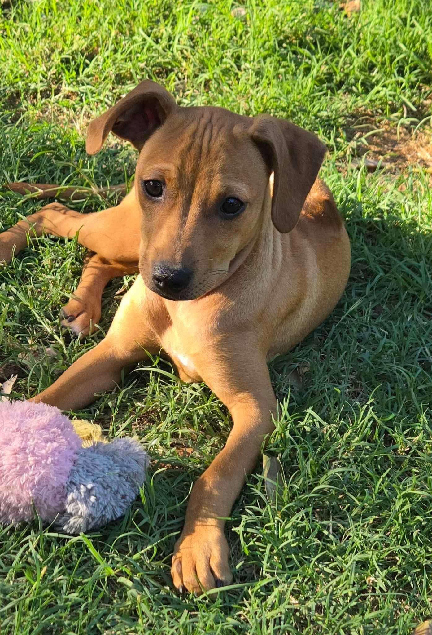 Lucy, Young Female unknown