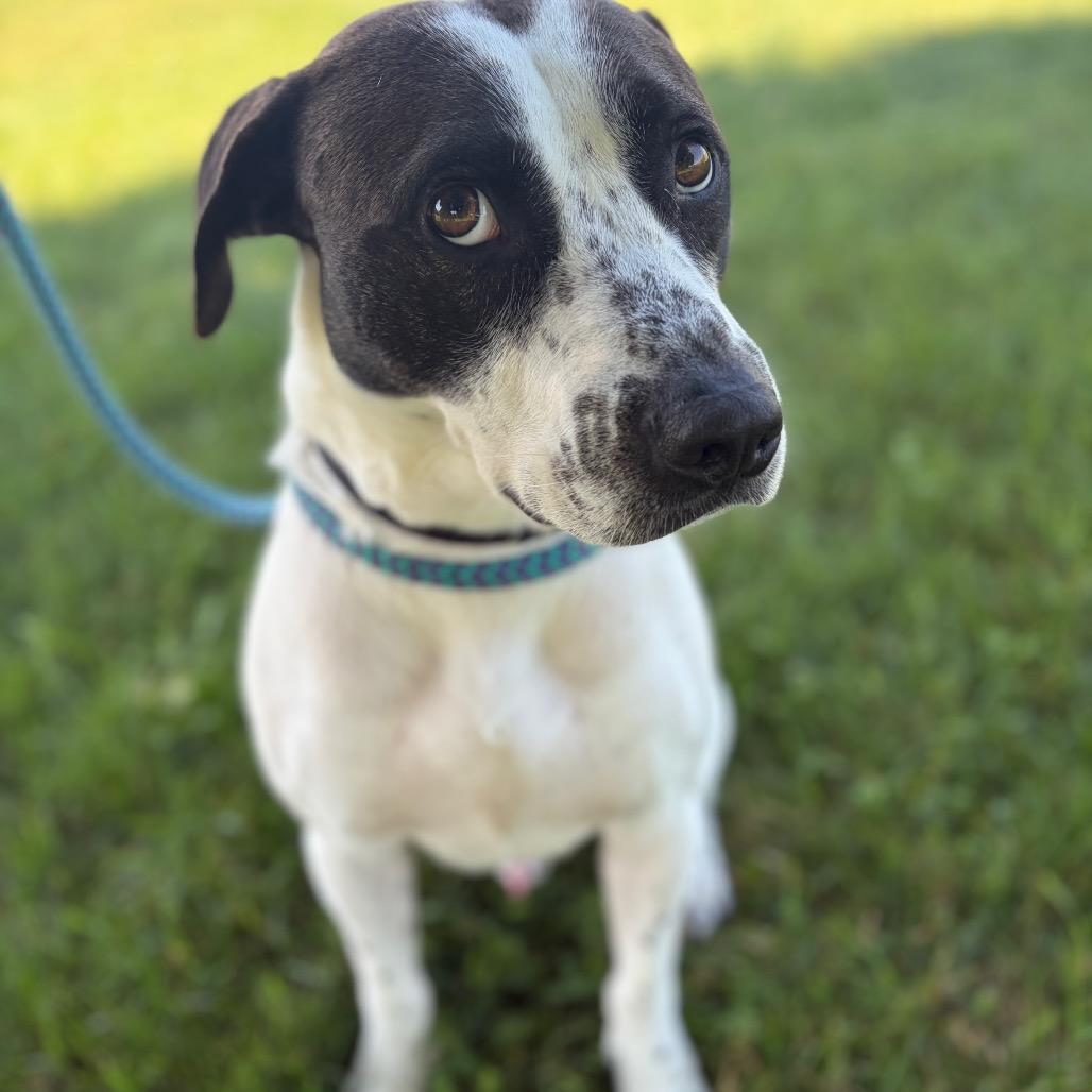 Hero, a Adoptable mixed breed in Morrisville, VT image 1/6