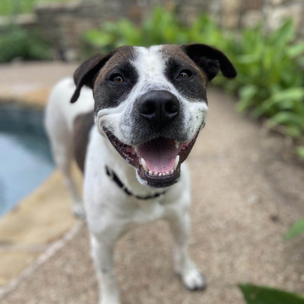 Hero, a Adoptable mixed breed in Morrisville, VT image 2/6