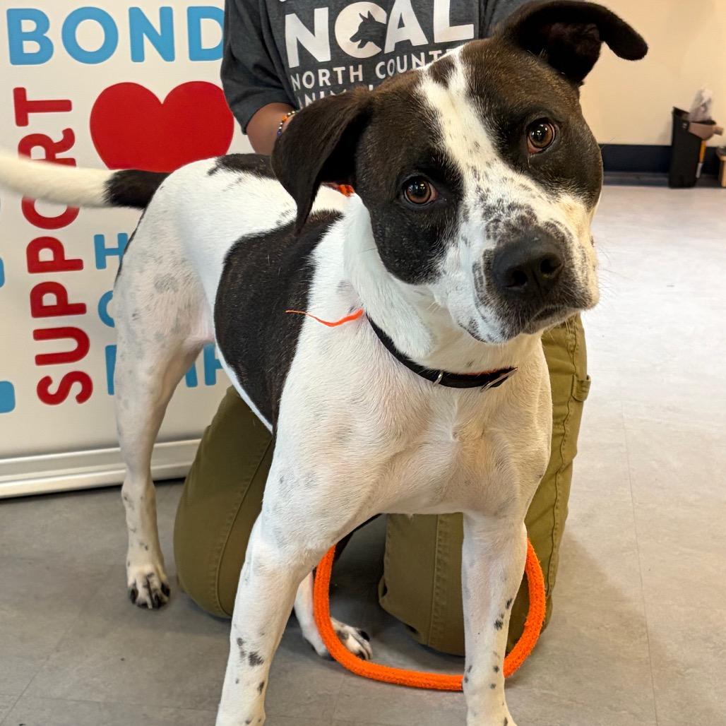 Hero, a Adoptable mixed breed in Morrisville, VT image 3/6