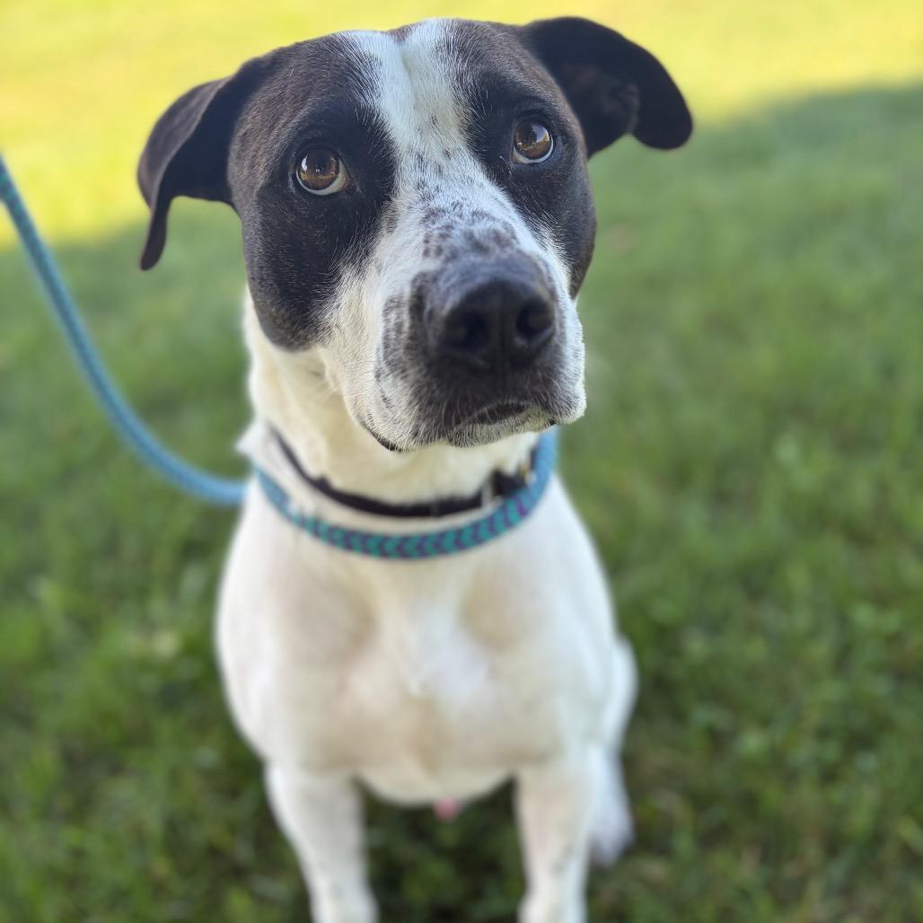 Hero, a Adoptable mixed breed in Morrisville, VT image 4/6