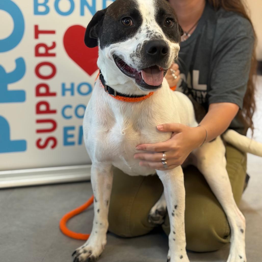 Hero, a Adoptable mixed breed in Morrisville, VT image 5/6