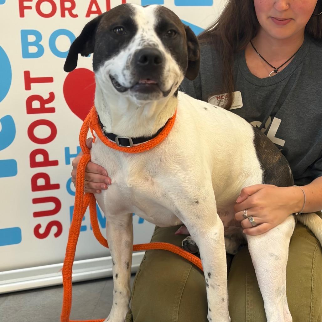 Hero, a Adoptable mixed breed in Morrisville, VT image 6/6