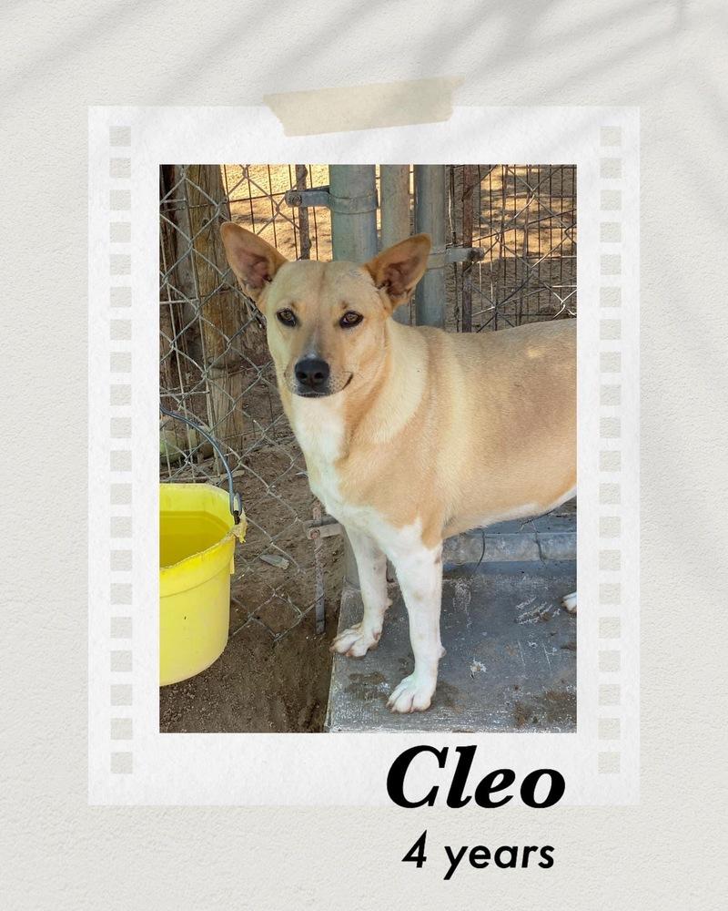 Cleo, Adoptable, Adult Female Cattle Dog.