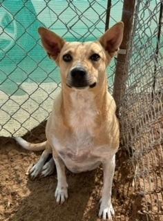 Enlarge Cleo, a Adoptable mixed breed in Puerto Penasco, SON image 2/2