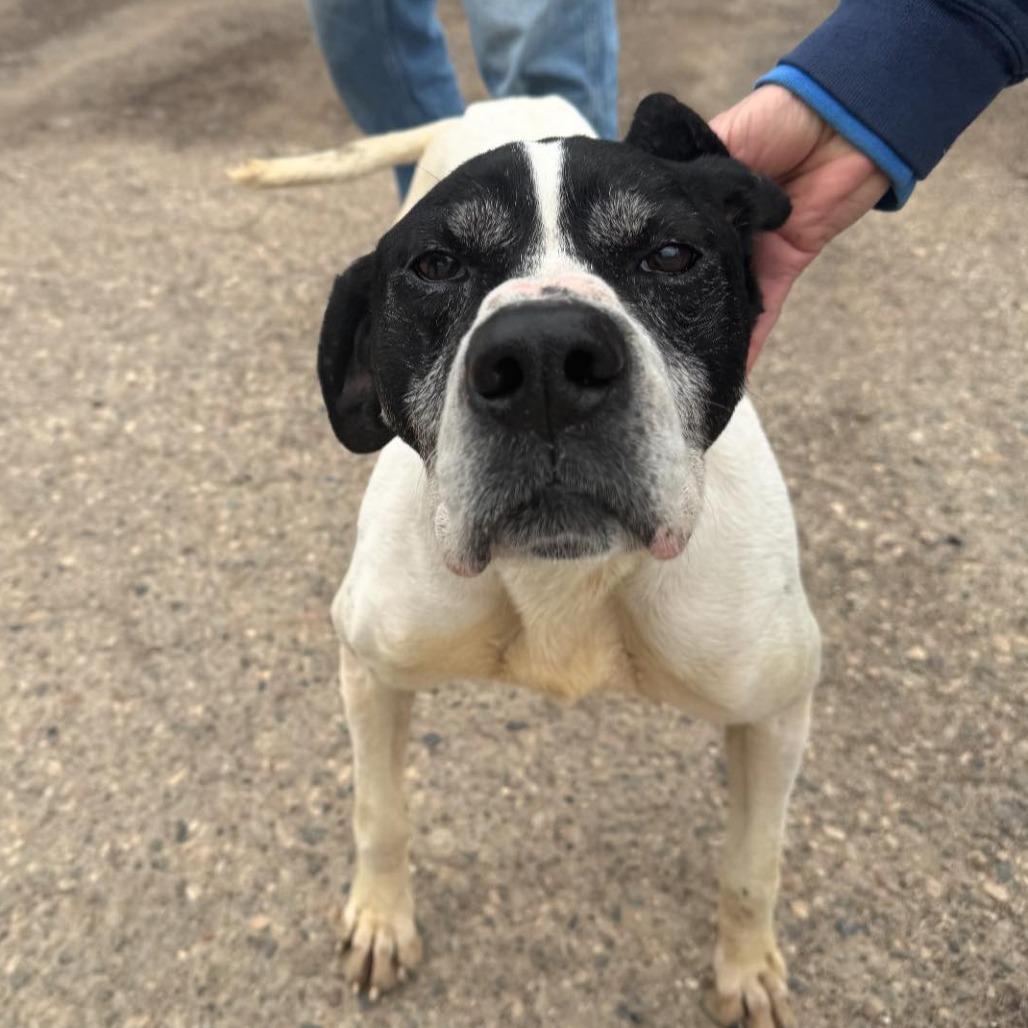 Enlarge Walter, a Adoptable German Shorthaired Pointer in Brainerd, MN image 1/2
