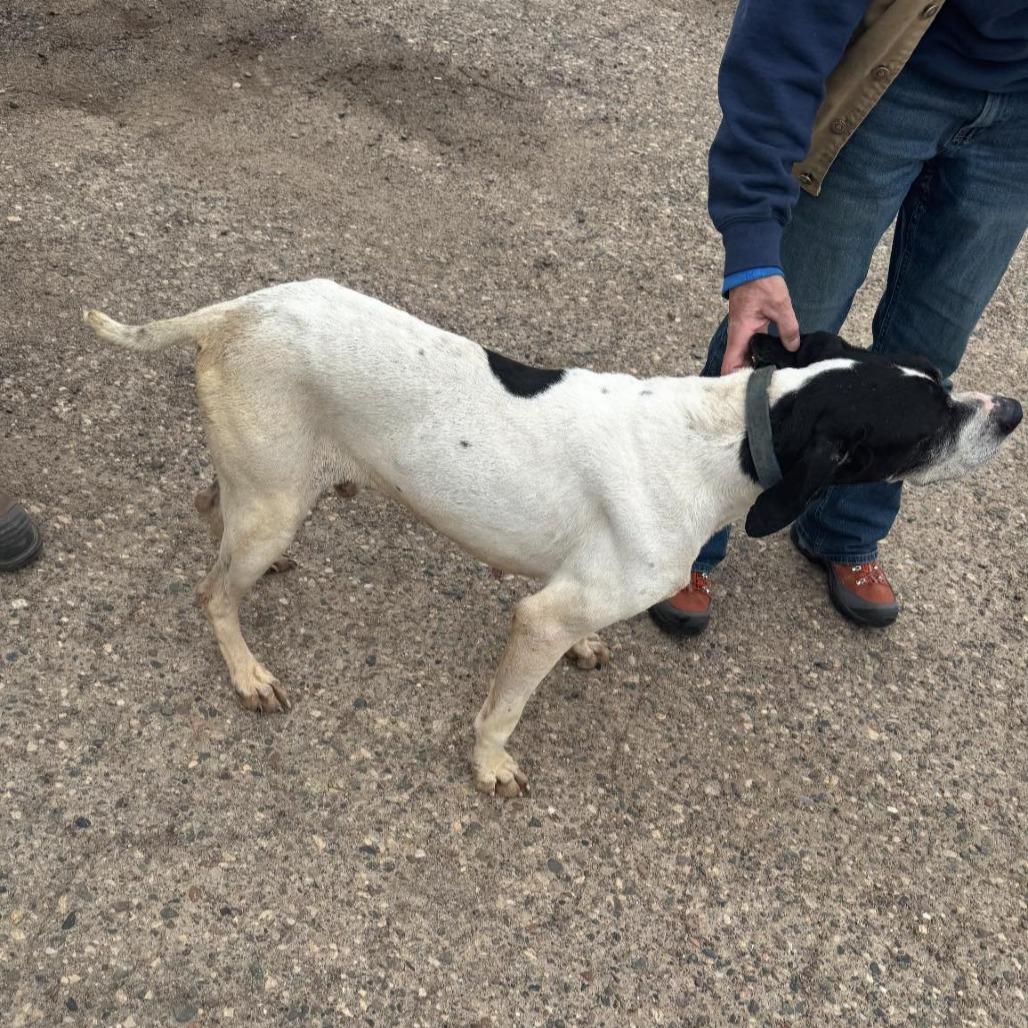Enlarge Walter, a Adoptable German Shorthaired Pointer in Brainerd, MN image 2/2
