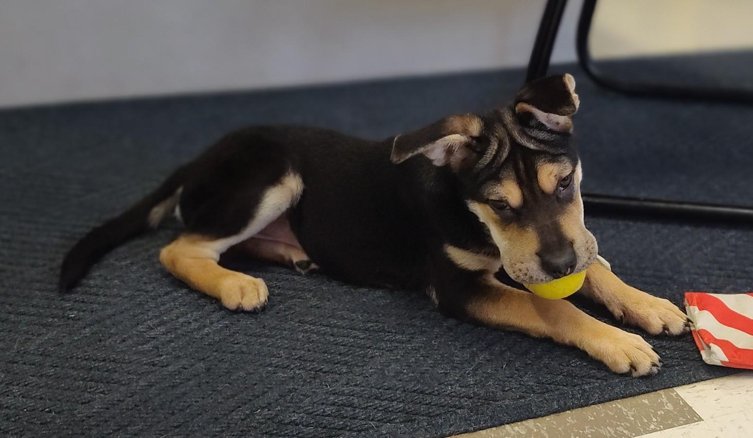 JOY, ADOPTABLE, Puppy Female Mixed Breed.