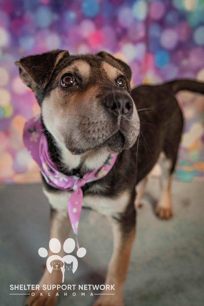 JOY, ADOPTABLE, Puppy Female Mixed Breed.