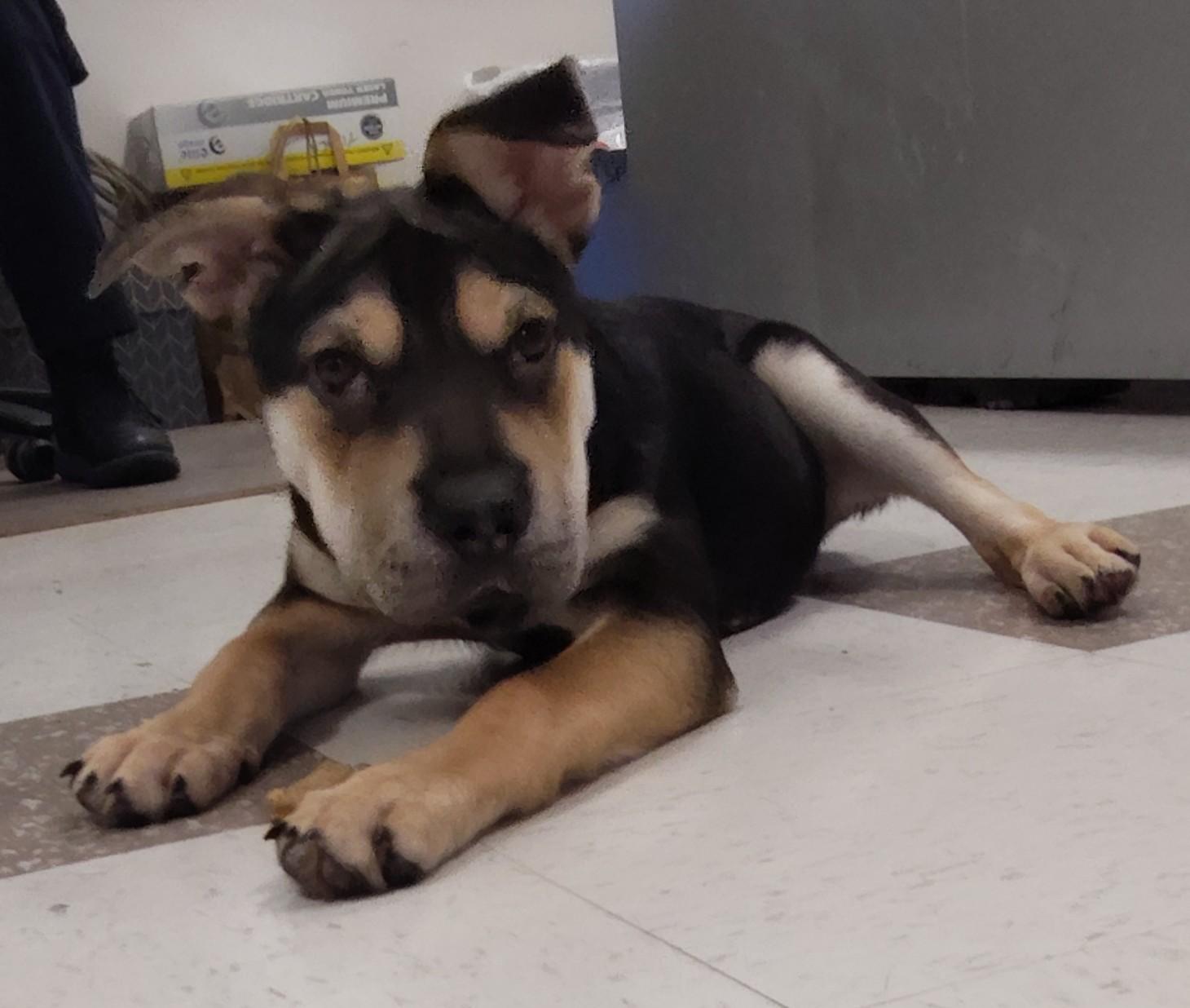 Enlarge JOY, a ADOPTABLE Mixed Breed in Claremore, OK image 2/3