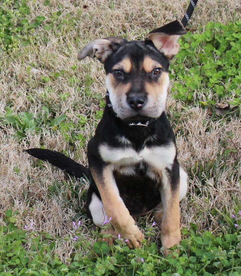 Enlarge JOY, a ADOPTABLE Mixed Breed in Claremore, OK image 3/3
