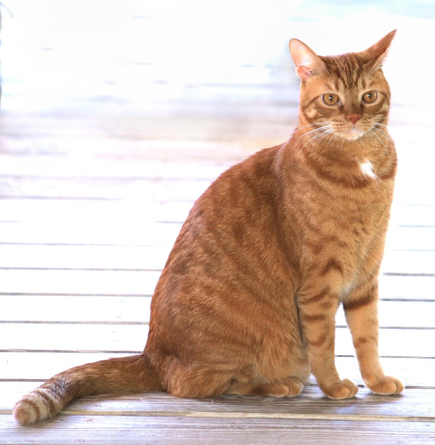 Enlarge Bright Flame, a Adoptable Domestic Short Hair in North Fort Myers, FL image 1/3