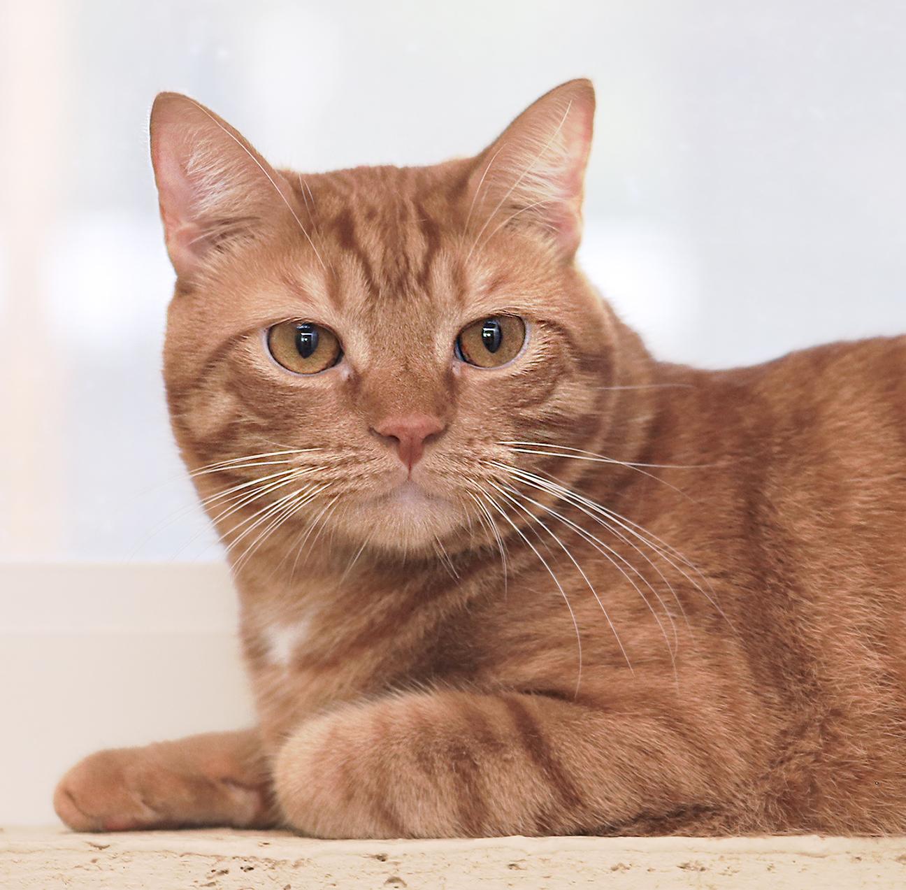 Enlarge Bright Flame, a Adoptable Domestic Short Hair in North Fort Myers, FL image 2/3