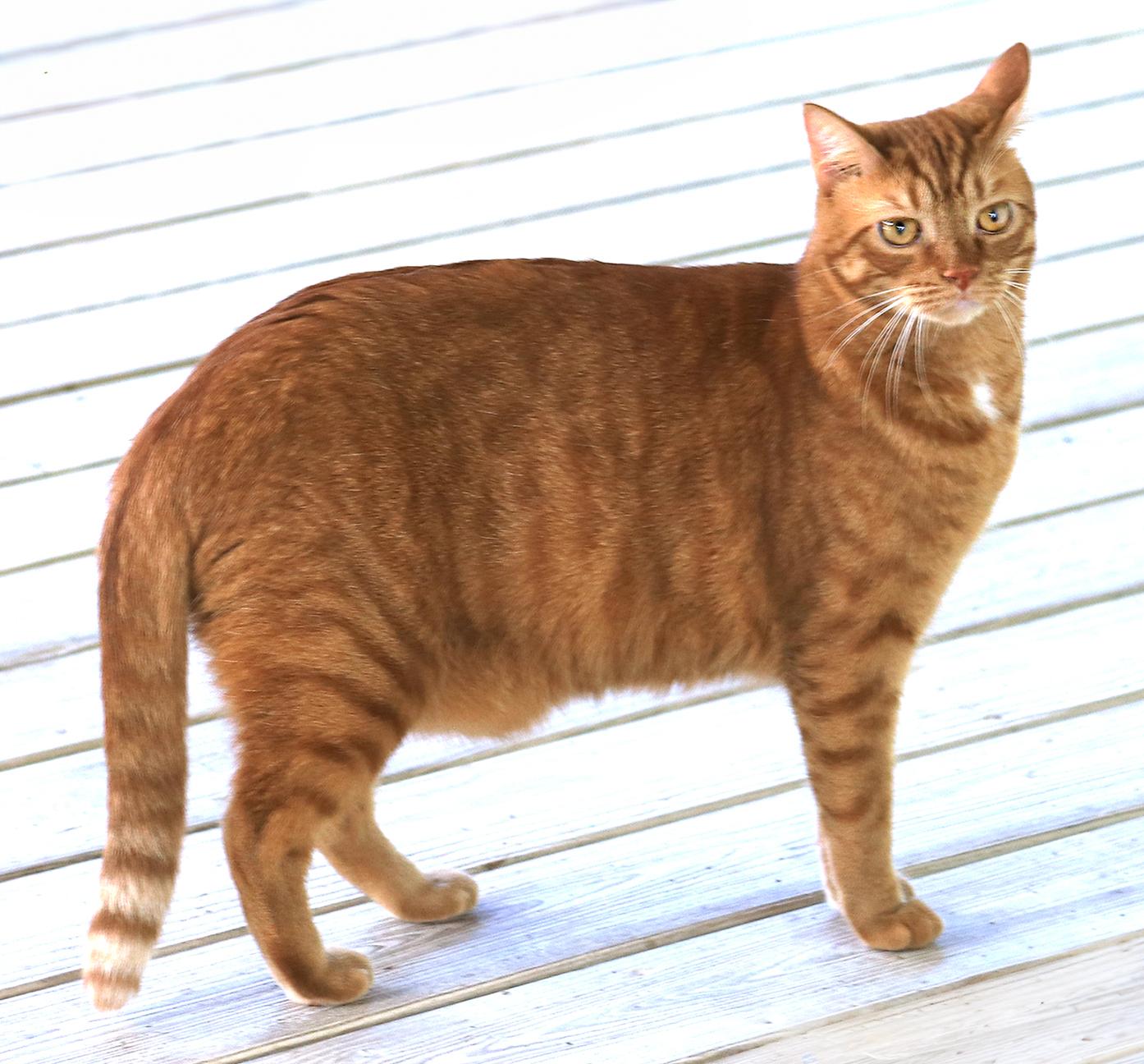 Enlarge Bright Flame, a Adoptable Domestic Short Hair in North Fort Myers, FL image 3/3
