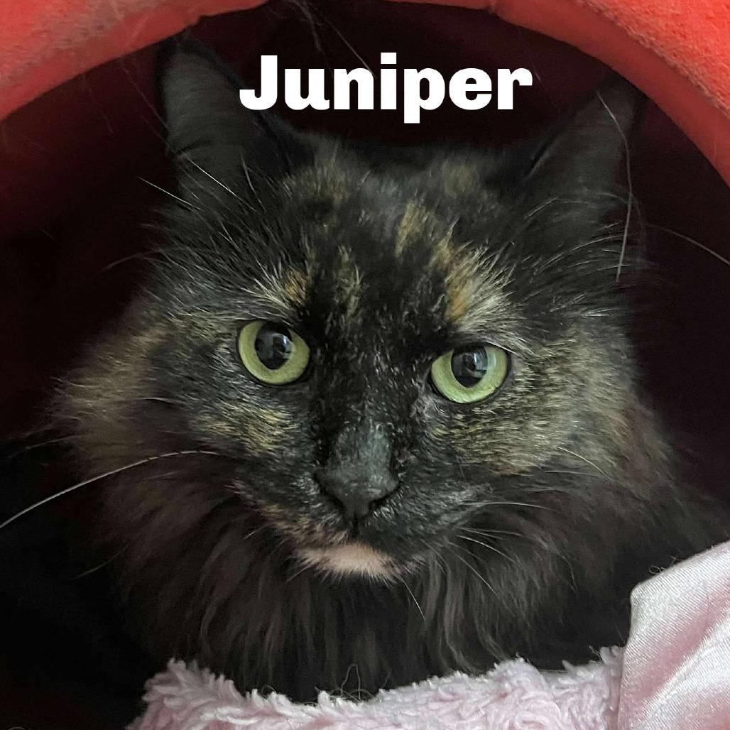 Juniper 250823, Adoptable, Adult Female Domestic Long Hair.