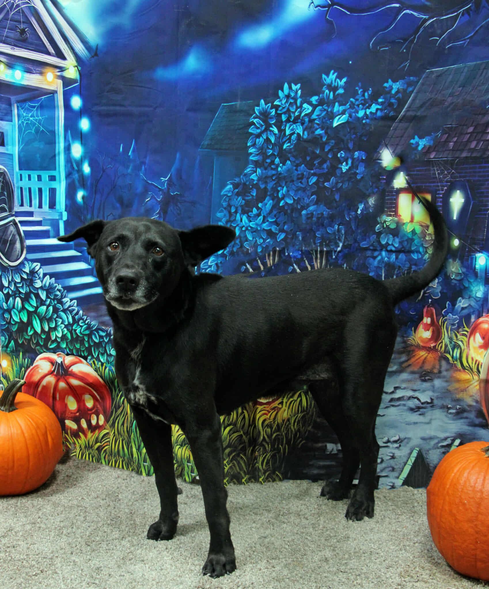 Enlarge Ringo, a Adoptable mixed breed in Graham, TX image 3/5