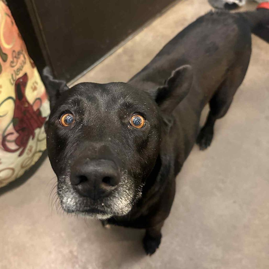 Enlarge Ringo, a Adoptable mixed breed in Graham, TX image 4/5