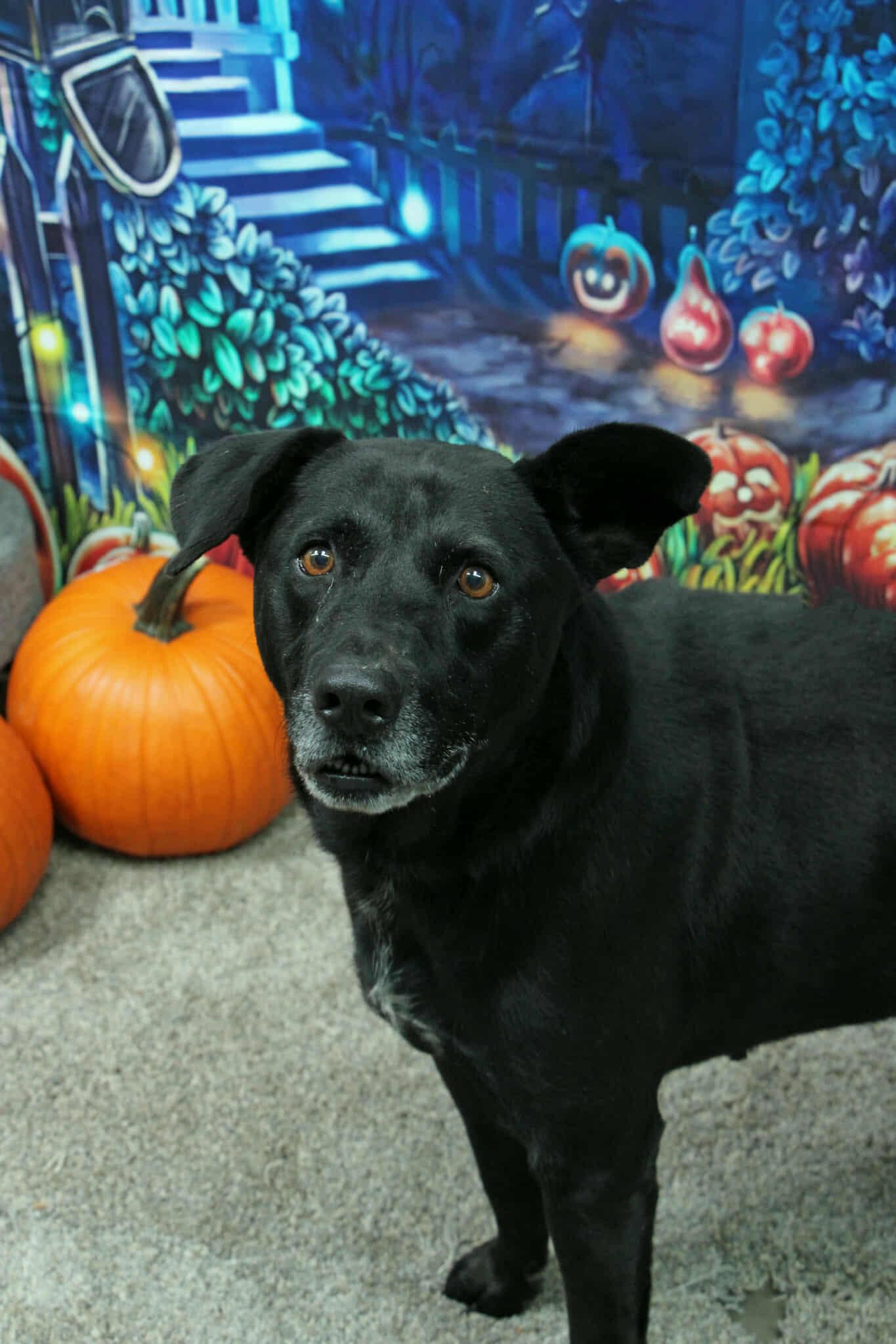 Enlarge Ringo, a Adoptable mixed breed in Graham, TX image 2/5