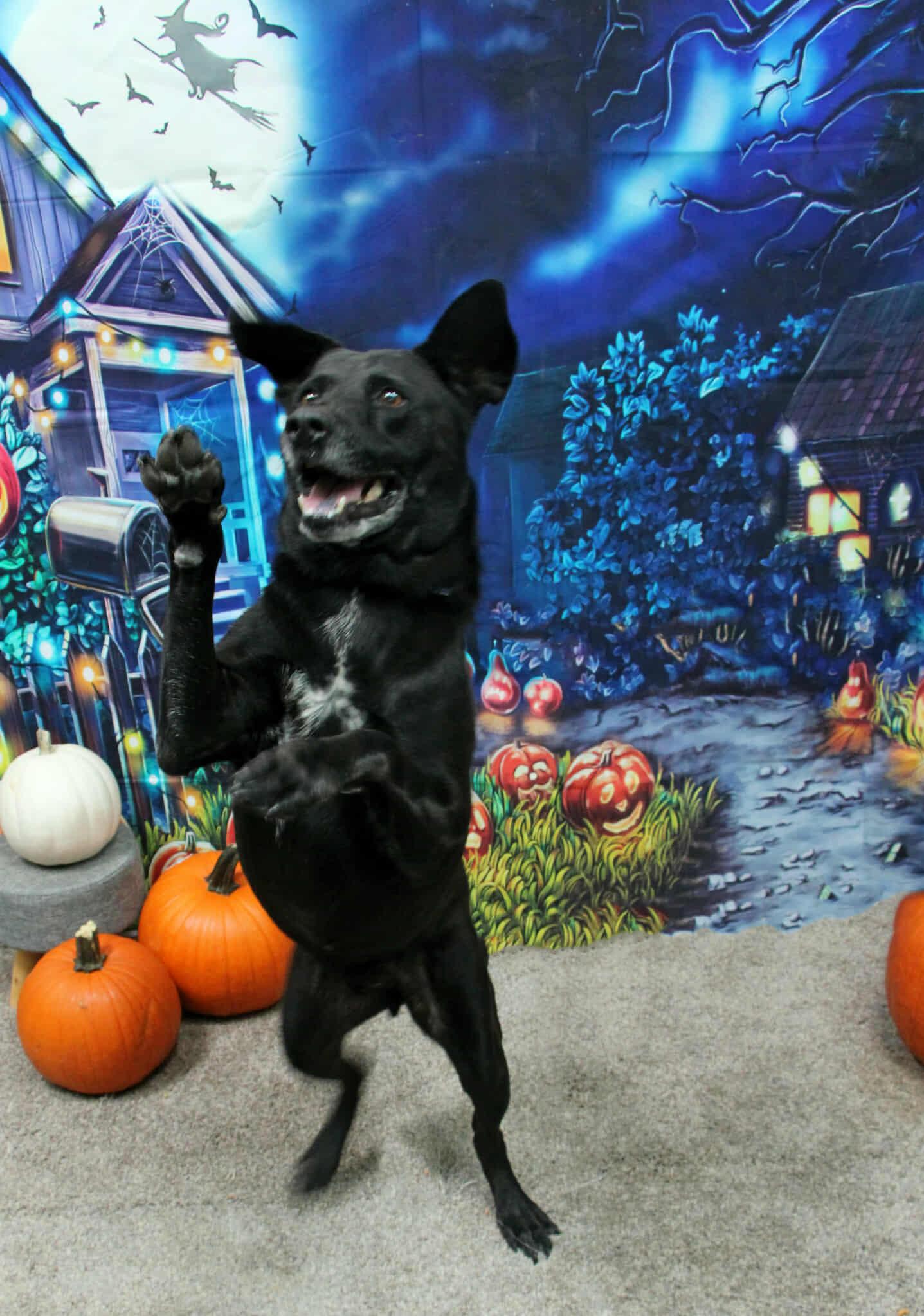 Ringo, Adoptable, Senior Male Labrador Retriever & German Shepherd Dog.