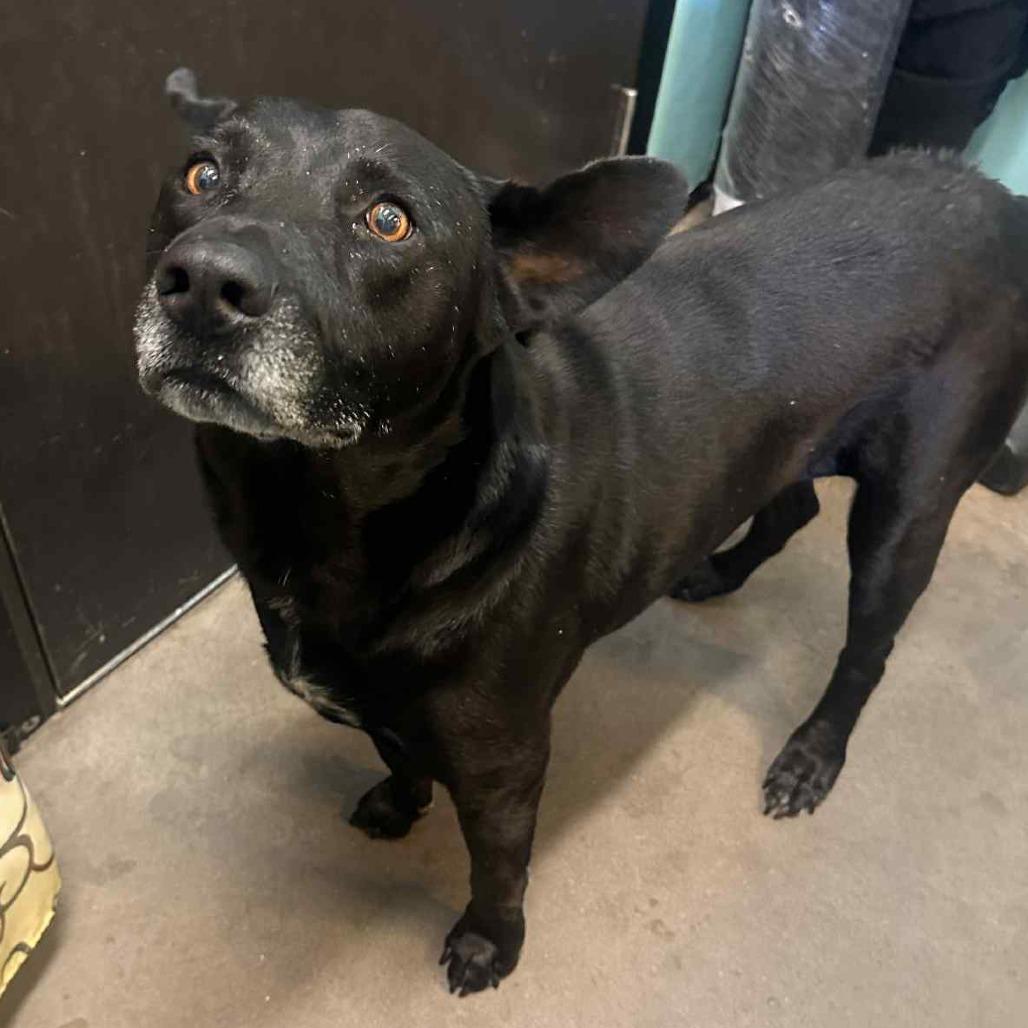 Enlarge Ringo, a Adoptable mixed breed in Graham, TX image 5/5