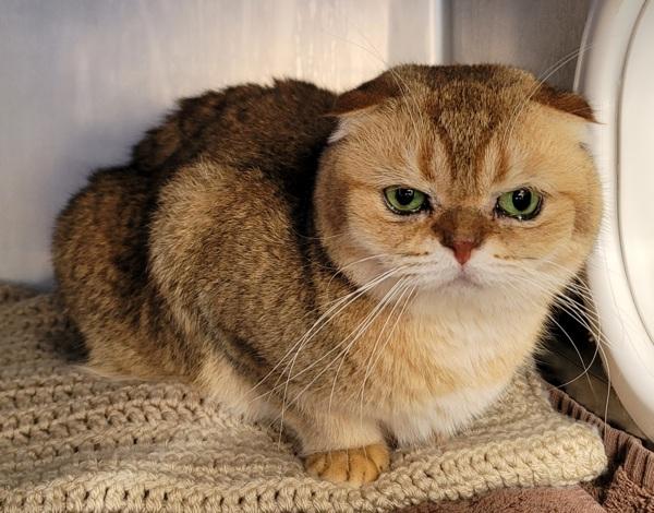 Tima, Adoptable, Adult Male Domestic Short Hair.