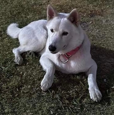 Sitka Rose 2
