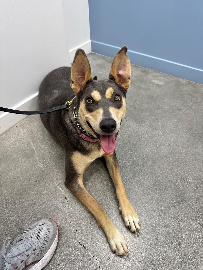 Sadie, a Adoptable mixed breed in Burbank, CA image 4/4