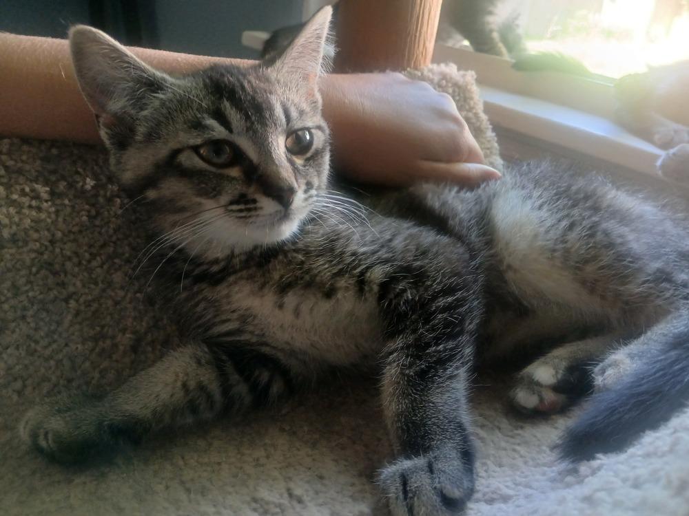 Gwen Steffani (26-108 C), Adoptable, Kitten Female Domestic Short Hair.