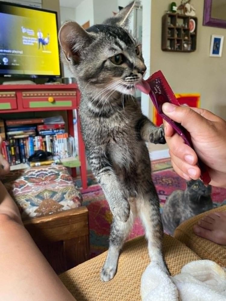 Gwen Steffani (26-108 C), a Adoptable Domestic Short Hair in Lansing, MI image 4/5