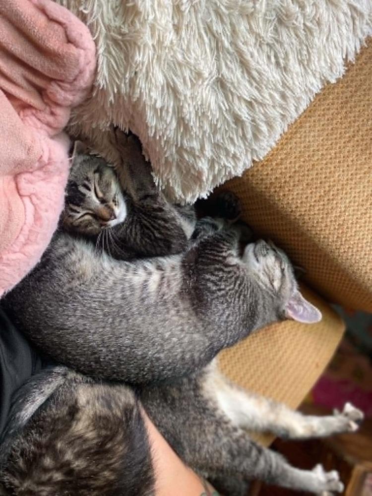 Gwen Steffani (26-108 C), a Adoptable Domestic Short Hair in Lansing, MI image 5/5