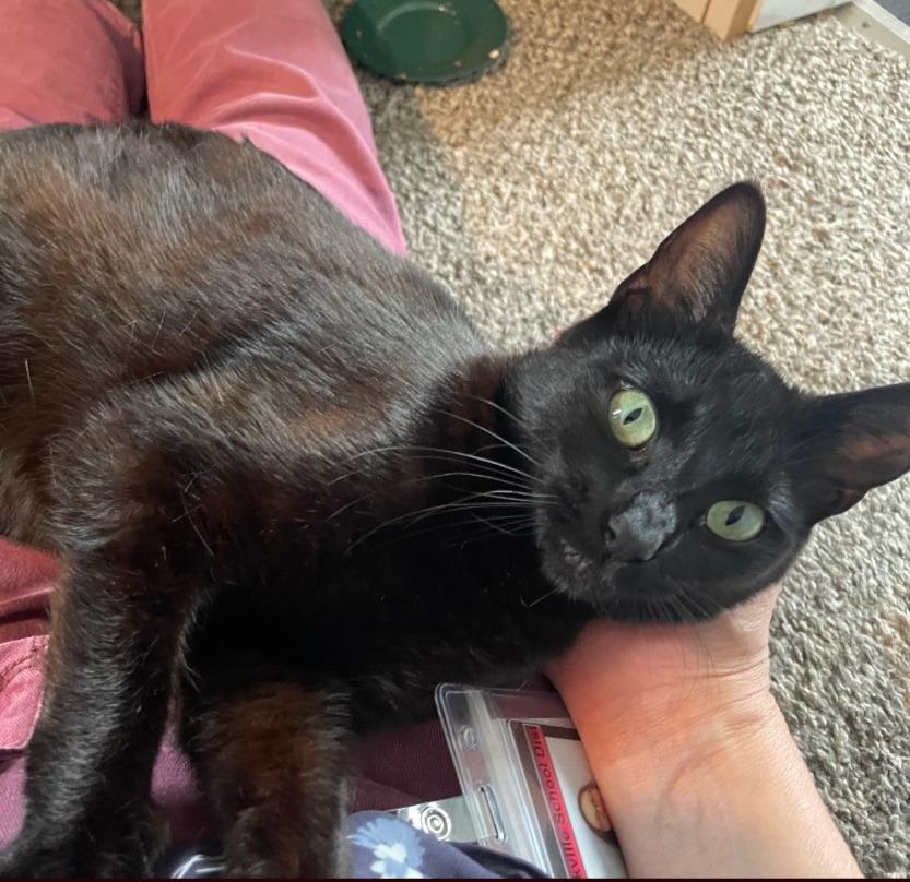 Charlotte, Adoptable, Young Female Domestic Short Hair.