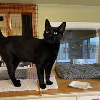 Enlarge Charlotte, a Adoptable mixed breed in Aberdeen, WA image 3/3